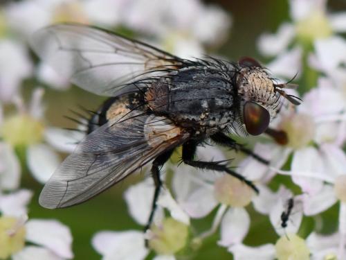 Pseudogonia rufifrons